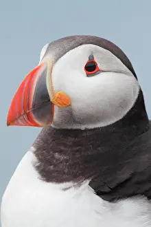 Clown: Atlantic Puffin (Fratercula arctica)