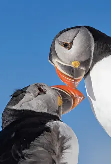 Puffins: Atlantic Puffin (Fratercula arctica), facing, Island