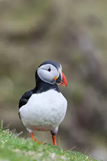 Hermaness: Atlantic Puffin (Fratercula arctica) on