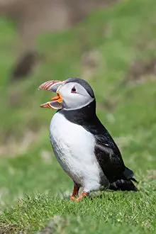 Hermaness: Atlantic Puffin (Fratercula arctica) on
