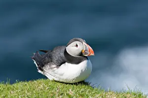 Hermaness: Atlantic Puffin (Fratercula arctica) on