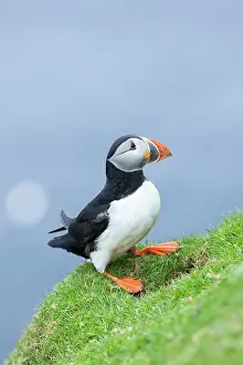 Hermaness: Atlantic Puffin (Fratercula arctica) on
