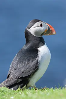 Hermaness: Atlantic Puffin (Fratercula arctica) on