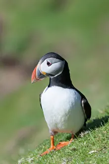 Fratercula: Atlantic Puffin (Fratercula arctica) on