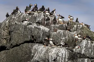Puffins: Atlantic Puffin (Fratercula arctica) adults resting in cliff