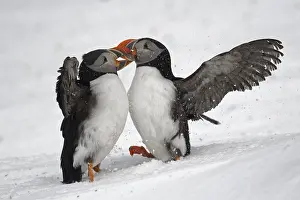 Aggressiveness: Atlantic puffin (Fratercula arctica) fighting on