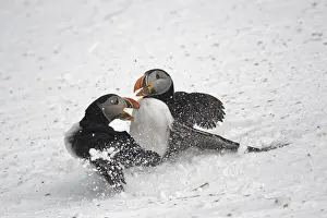 Aggressiveness: Atlantic puffin (Fratercula arctica) fighting on