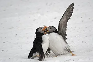 Aggressiveness: Atlantic puffin (Fratercula arctica) fighting on