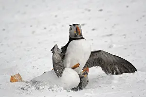 Aggressiveness: Atlantic puffin (Fratercula arctica) fighting on