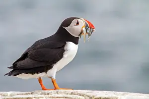 Macareux: Atlantic puffin (Fratercula arctica) with fishes