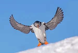 Puffins: Atlantic Puffin (Fratercula arctica), in flight