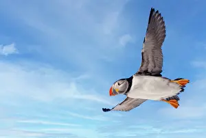Puffins: Atlantic Puffin (Fratercula arctica), in flight