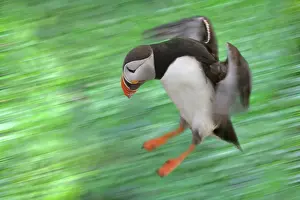 Artica: Atlantic Puffin (Fratercula arctica) flying