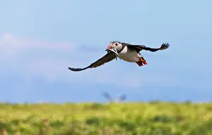 Northumberland: Atlantic Puffin (Fratercula arctica) flying and