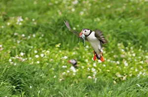 Northumberland: Atlantic Puffin (Fratercula arctica) flying over