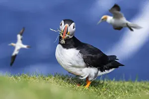 Blow: Atlantic puffin (Fratercula arctica) with grass