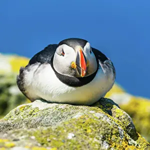 Fratercula: Atlantic Puffin (Fratercula arctica) in habitat