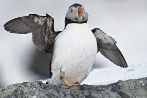 Hornoya: Atlantic puffin (Fratercula arctica) on Hornoya