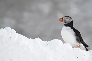 Hornoya: Atlantic puffin (Fratercula arctica) on Hornoya