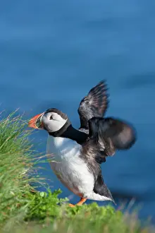 Artica: Atlantic Puffin (Fratercula arctica), Latrabjarg