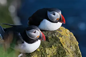 Artica: Atlantic Puffin (Fratercula arctica), Latrabjarg