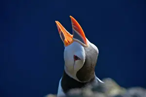 Artica: Atlantic Puffin (Fratercula arctica), Latrabjarg