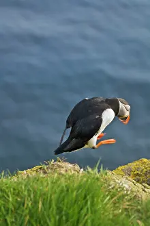 Artica: Atlantic Puffin (Fratercula arctica), Latrabjarg