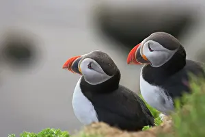 Artica: Atlantic Puffin (Fratercula arctica), Latrabjarg