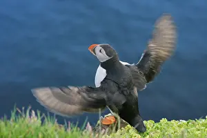 Artica: Atlantic Puffin (Fratercula arctica), Latrabjarg