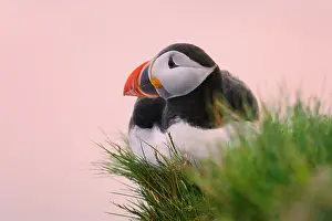 Artica: Atlantic Puffin (Fratercula arctica), Latrabjarg