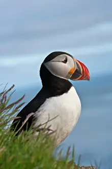 Artica: Atlantic Puffin (Fratercula arctica), Latrabjarg