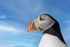 Puffins: Atlantic Puffin (Fratercula arctica), portrait
