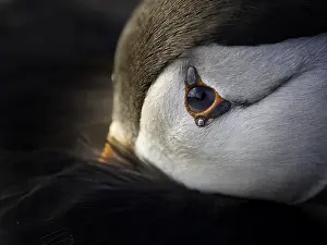 Irish: An Atlantic Puffin (Fratercula arctica) rests after