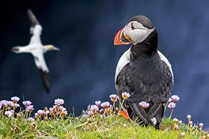 Audience: Atlantic puffin (Fratercula arctica) on sea cliff