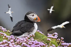 Sulid: Atlantic puffin (Fratercula arctica) on sea cliff
