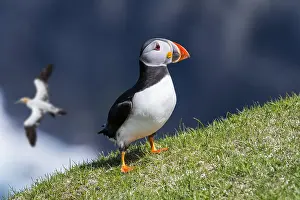 Gannet: Atlantic puffin (Fratercula arctica) on sea cliff top in sea