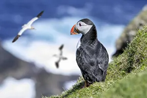 Gannet: Atlantic puffin (Fratercula arctica) on sea cliff top in sea