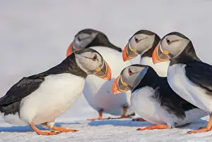 Puffins: Atlantic Puffin (Fratercula arctica), in the snow