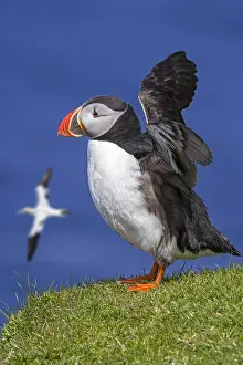 Sulid: Atlantic puffin (Fratercula arctica) stretching