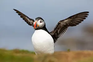 Fratercula: Atlantic Puffin (fratercula arctica) stretching