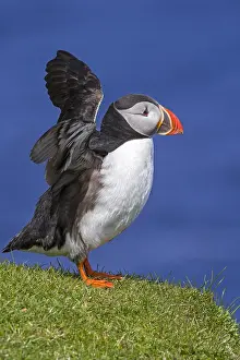 Stretching: Atlantic puffin (Fratercula arctica) stretching wings on sea