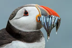 Eels: Atlantic Puffin (Fratercula artica) - adult with