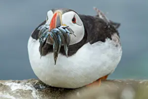 Eels: Atlantic Puffin (Fratercula artica) - adult with