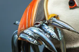 Eels: Atlantic Puffin (Fratercula artica) - adult with