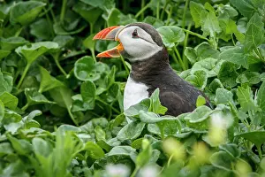 Artica: Atlantic Puffin (Fratercula artica) - calling from
