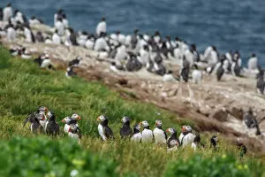 Artica: Atlantic Puffin (Fratercula artica) - colony on