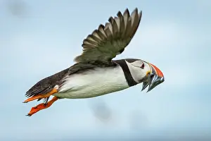 Eels: Atlantic Puffin (Fratercula artica) - in flight
