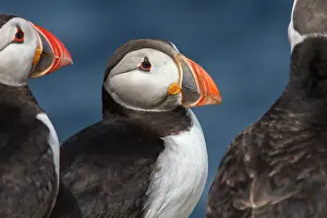 Artica: Atlantic Puffin (Fratercula artica) - on island