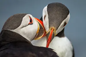 Alcidae: Atlantic Puffin (Fratercula artica) - pair preening