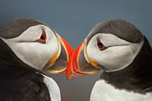 Alcidae: Atlantic Puffin (Fratercula artica) - pair preening